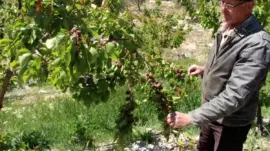 Mersin’de Zirai Don Etkisi: Mut Kayısısında %30 Kayıp