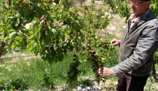Mersin’de Zirai Don Etkisi: Mut Kayısısında %30 Kayıp