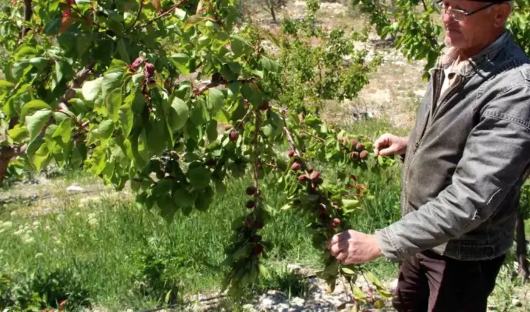 Mersin’de Zirai Don Etkisi: Mut Kayısısında %30 Kayıp
