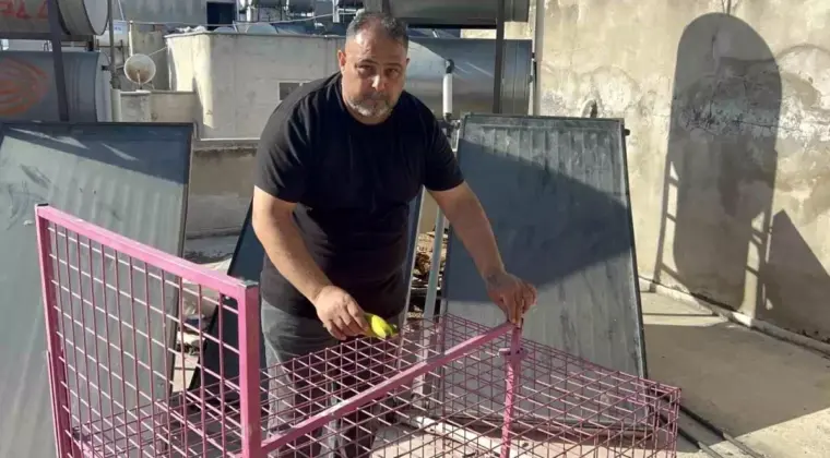 Tarsus’taki Hırsız Maymunu Yakalama Çabaları Başarısızlıkla Sonuçlandı